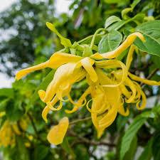 etherische olie ylang ylang